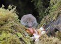 Common Shrew