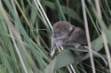 Common Shrew