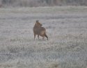 Chinese Water Deer