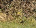 Common Yellowthroat
