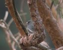 Dark Eyed Junco