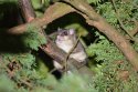 Edible Dormouse