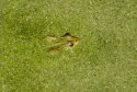 Edible Frog