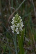 Early Marsh Orchid var ochroleuca