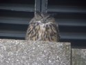 Eagle Owl
