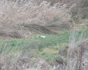 Ermine