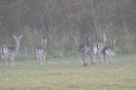 Fallow Deer