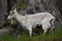 Feral Goat