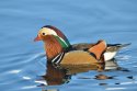 Mandarin