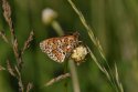 Glanville Fritilary