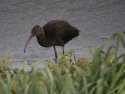 Glossy Ibis