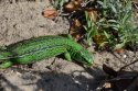 Green Lizard