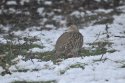 Grey Partridge