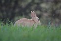 Rabbit (Golden Form)