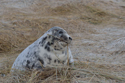 Grey Seal