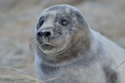 Grey Seal