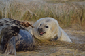 Grey Seal