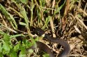 Grass Snake