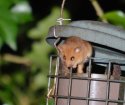 Hazel Dormouse