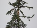 Hawfinch