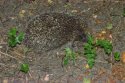 Hedgehog