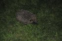 Hedgehog