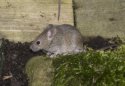 House Mouse