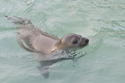 Hooded Seal