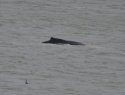 Humpback Whale