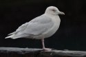 Iceland Gull