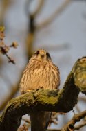 Kestrel