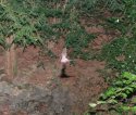 Lesser Horseshoe Bat