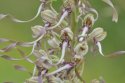 Lizard Orchid