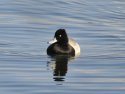 Lesser Scaup