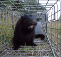 Mink
