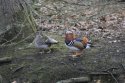 Mandarin