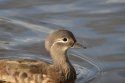 Mandarin Duck