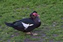 Muscovy Duck