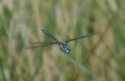 Southern Migrant Hawker