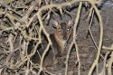 Muntjac