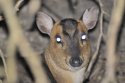 Muntjac