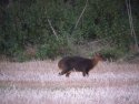 Muntjac