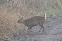 Muntjac