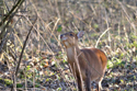 Muntjac