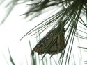 Monarch