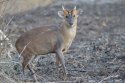 Muntjac