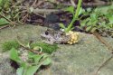 Southern Midwife Toad
