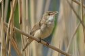 Marsh Warbler