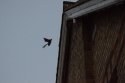 Noctule