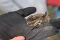 nathusius pipistrelle